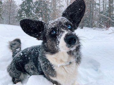 A black and white corgi with blue eyes in a snowy landscape.