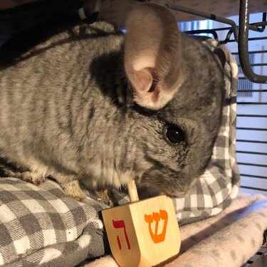 Chinchilla with a dreidel with the Hebrew letters hey and shin facing the camera.