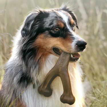 dog bone chew toy