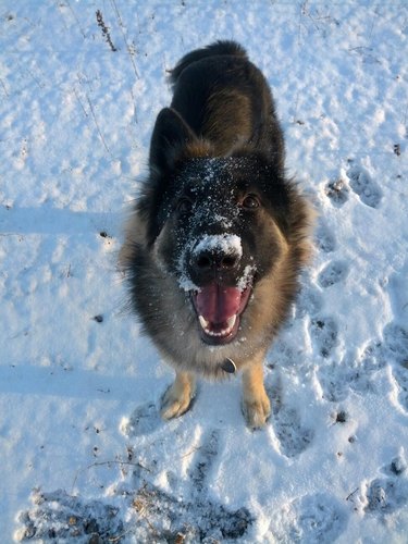 A dog in the snow, looking at the camera with a big smile.