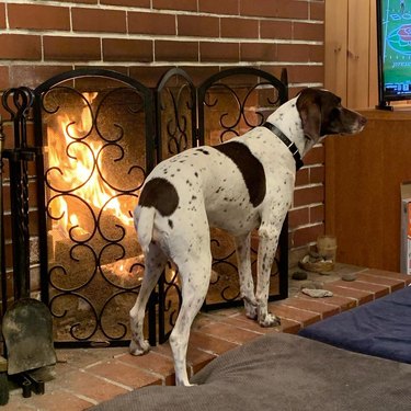 dog standing as close to fireplace as possible.