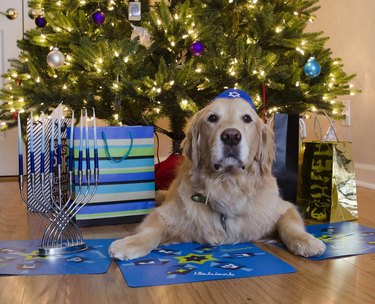 golden retriever under christmas tree with hanukkah presents and menorah