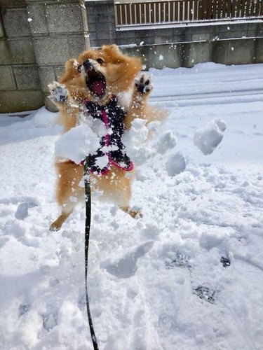 A pomeranian leaping in the air in a snowy landscape. Their mouth is open and they look very excited.