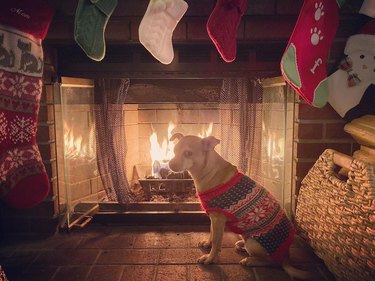 Chihuahua in Christmas sweater next to fireplace.
