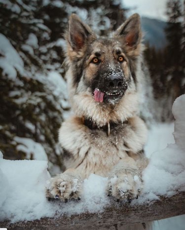 A derpy looking German shepherd in the snow with their tongue sticking out.