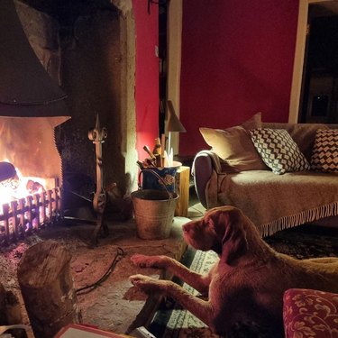 dog warming paws near fire.