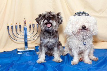 small gray dog and small white dog next to a menorah