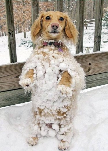 A long haired Dachshund standing on their hind legs, completely covered in snow.