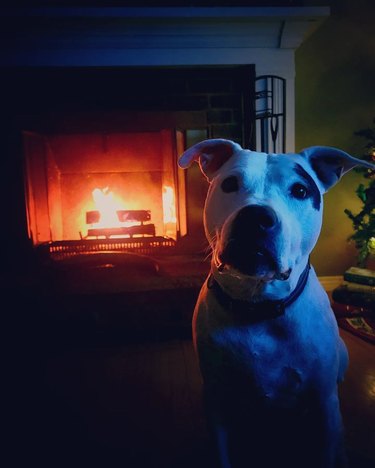 dog staring at person to put more wood on the fire.