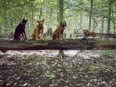 five dogs on a log suspended in the air in a forrest.