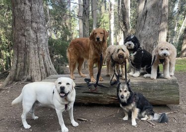 several dogs on and around a log in the woods.