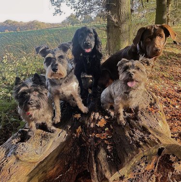 a group of dogs on a log.