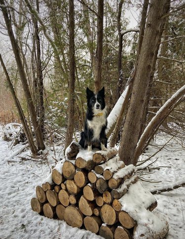a border collie standing on a pile of logs.