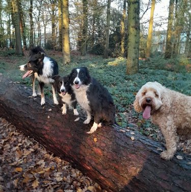 Three collies and a cockapoo panting on a log.