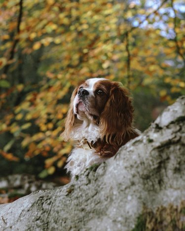Cavalier King Charles spaniel looking contemplative on a log.