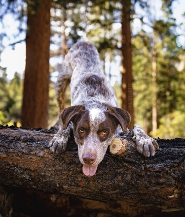 blue heeler mix "bowing" on a log.