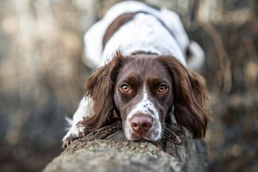 shire spaniel lying on a log.