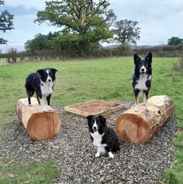 Three collies: two are on logs and one is on the ground.