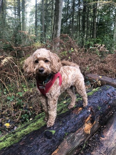 cocker spaniel standing on a log in a forest.
