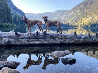 Two Rhodesian ridgeback dogs on a log over water by the mountains.