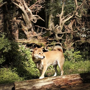 shiba dog on a log.