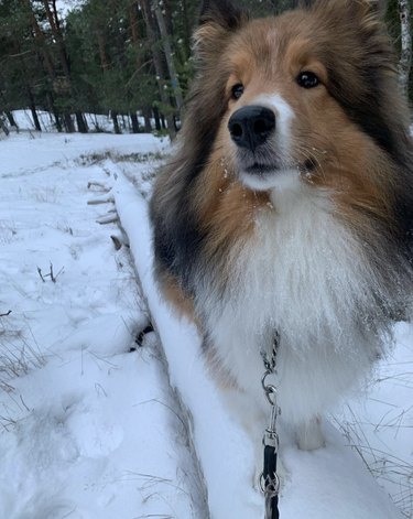 shetland sheepdog on a snow covered log.