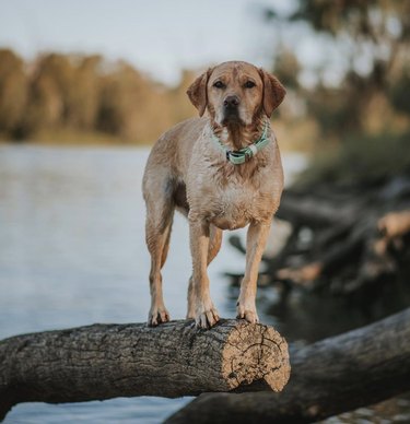 labrador retriever standing on a log suspended in the air.