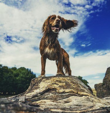 working cocker spaniel looking majestic on a log.