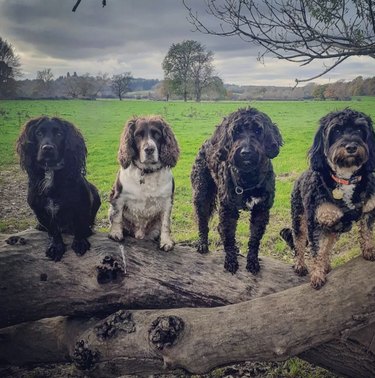 Sprocker spaniel, cocker spaniel, cockapoo, and a mutt standing on a log in the countryside.