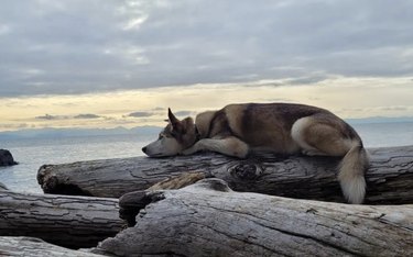 Australian huskie-koolie mix lying on a log by the water.