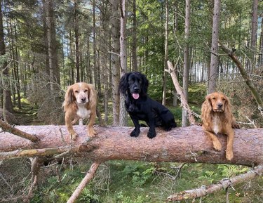 two cocker spaniels and a working cocker spaniel lying on a log in the woods.