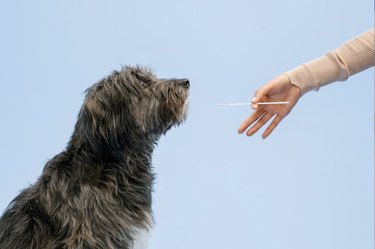 dog DNA test