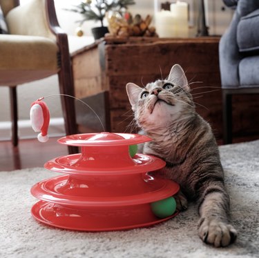 Cute cat playing with red cat tracks toy.