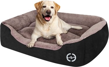 Yellow lab sitting on a brown and black dog bed with raised edges.