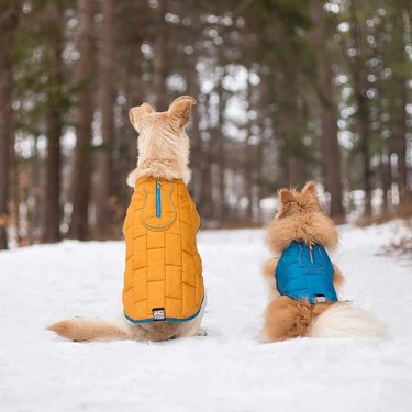 Two dogs in the snow wearing Kurgo jackets.