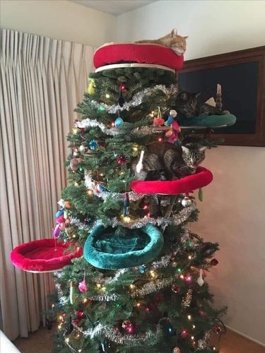 Christmas tree with beds for cats at different levels.