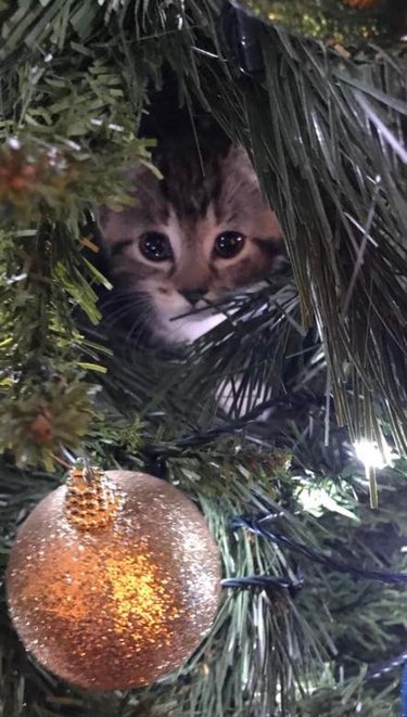 kitten staring at ornament in Christmas tree.