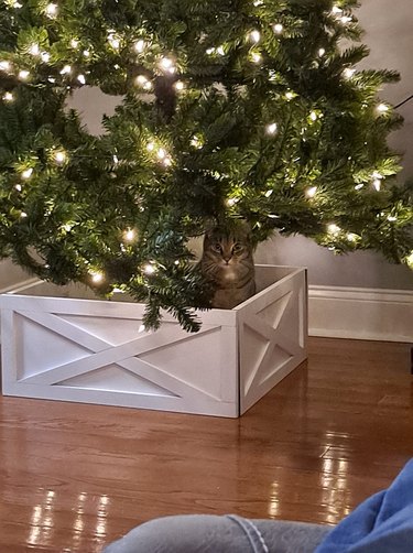 cat sitting in box under christmas tree.