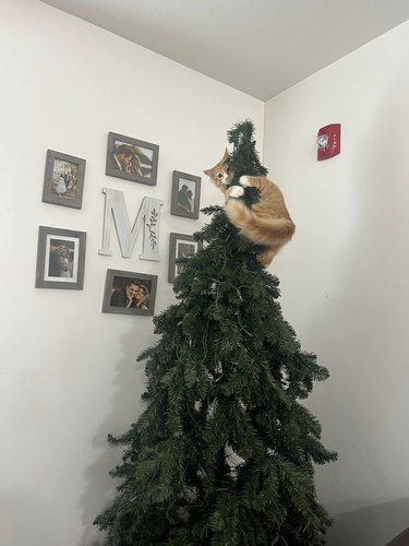 orange cat hanging onto Christmas tree.