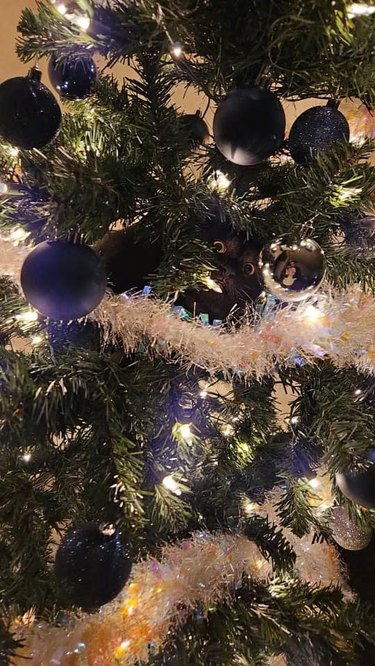 cat hiding in Christmas tree.