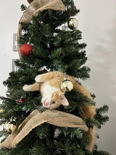 orange cat flopping in Christmas tree.