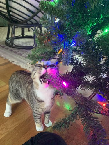 cat trying to bite Christmas lights.