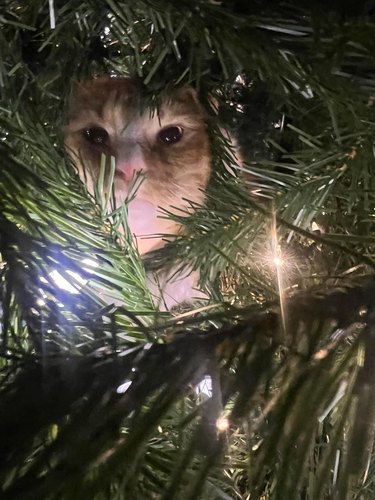 orange cat in Christmas tree.