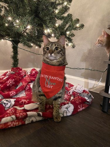 tabby cat wearing shirt that says I'm On Santa's Nice List.