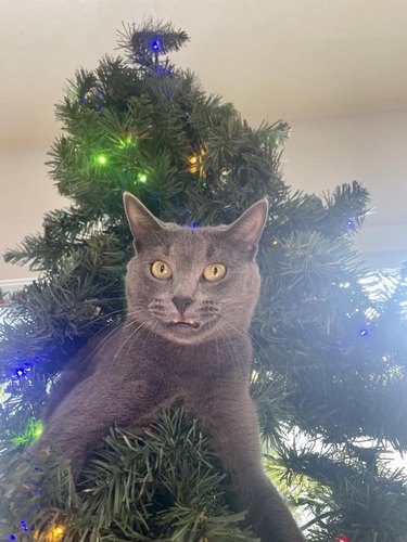 cat climbs in christmas tree.