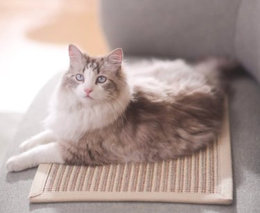 Cute multicolored cat resting on tan FUKUMARU Cat Scratching Mat