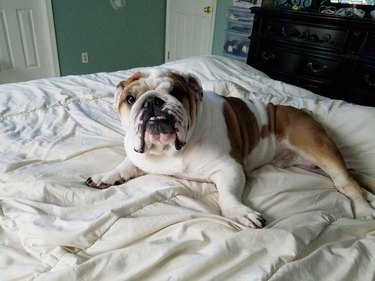 Bulldog on bed