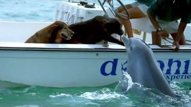 dogs kiss dolphin