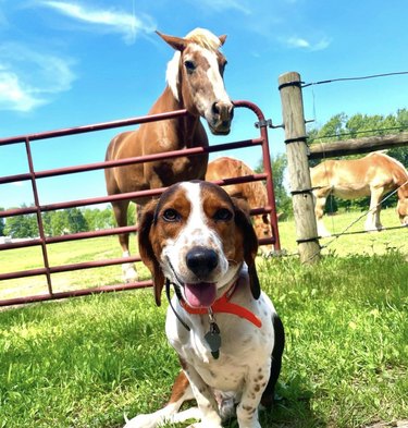 beagle-basset dog standing in front of horses.