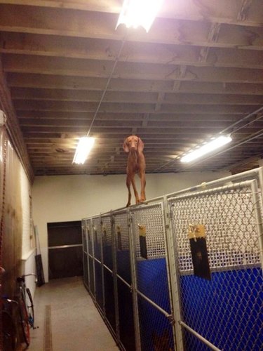 Dog standing on top of chain link fence.